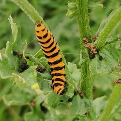 no rights reserved Cinnabar moth