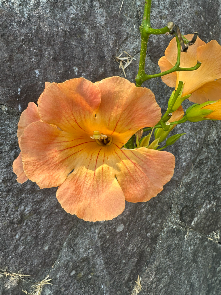 Campsis grandiflora, Oe Kitafukunishicho 2-Chōme, Kyoto, Kyoto, JP