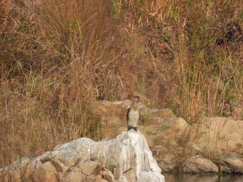 iNaturalist image