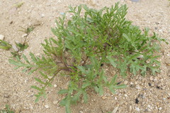 Cakile maritima euxina