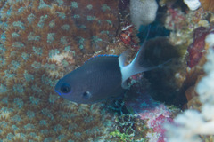 Pycnochromis margaritifer