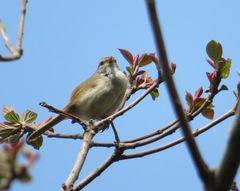 Horornis diphone