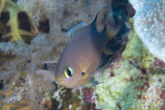 Pycnochromis atripes