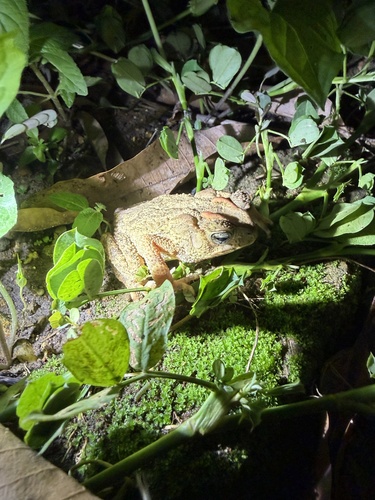 Ingerophrynus philippinicus observed 2026-07-23
