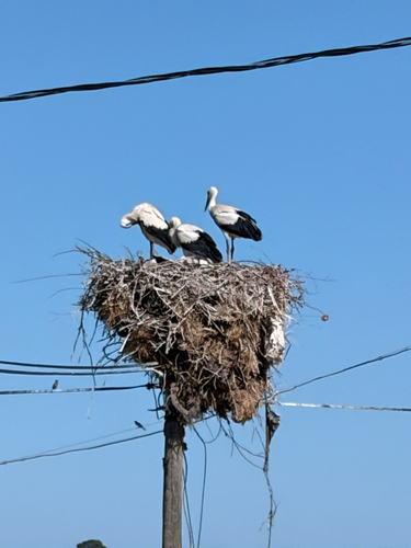 White Stork
