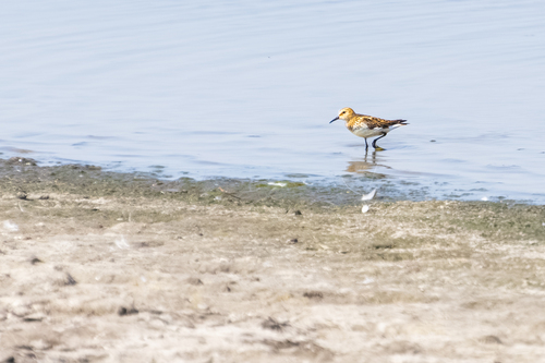 iNaturalist image