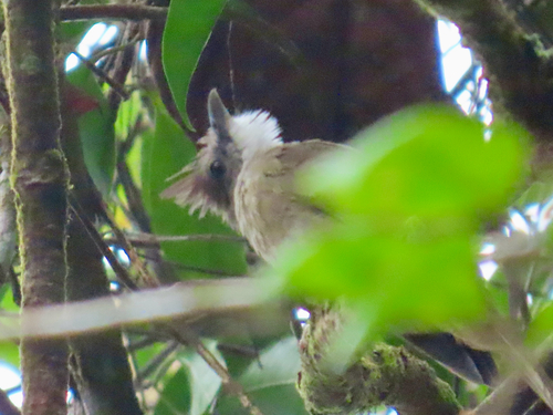 Ochraceous Bulbul (Alophoixus ochraceus), photo 5