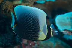 Chaetodon reticulatus