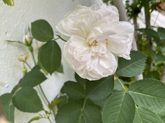 Rosa centifolia