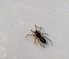 Linyphiidae