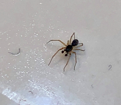 Linyphiidae