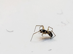 Linyphiidae