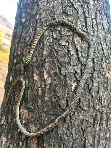 Golden Tree Snake