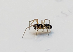 Linyphiidae
