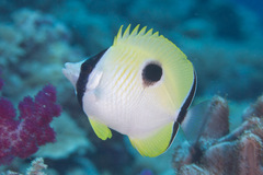 Chaetodon unimaculatus