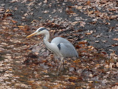 Ardea cinerea