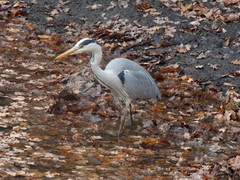 Ardea cinerea