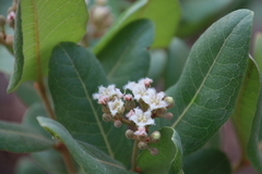 Psorospermum febrifugum