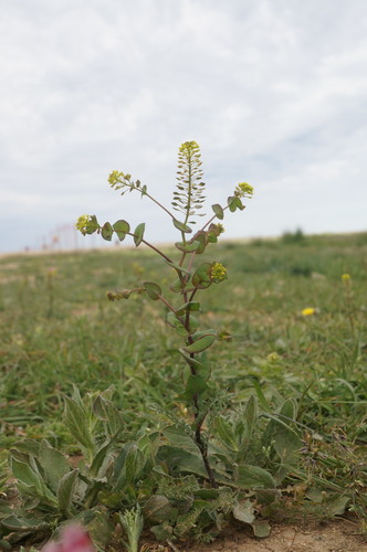 clasping pepperweed