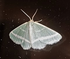 Mixocera latilineata