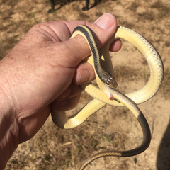 Western Patch-Nosed Snake photo 4