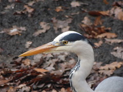 Ardea cinerea