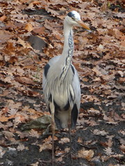 Ardea cinerea