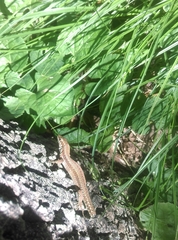 Podarcis muralis