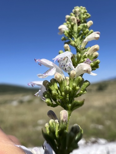 Clinopodium album