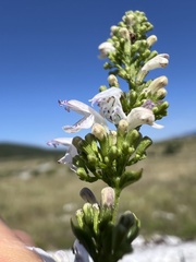 Clinopodium album