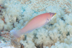 Pseudocheilinus evanidus