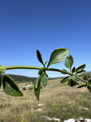 Clinopodium album, photograph 2