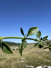 Clinopodium album, photograph author not stated, no rights reserved