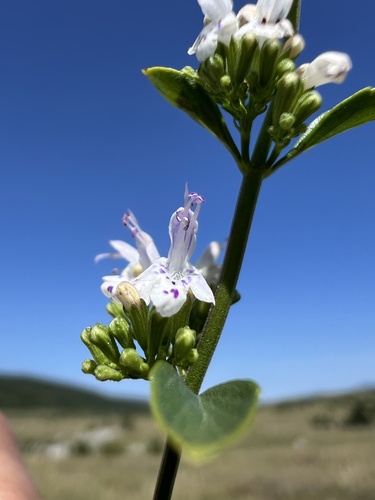 Clinopodium album, photograph 3