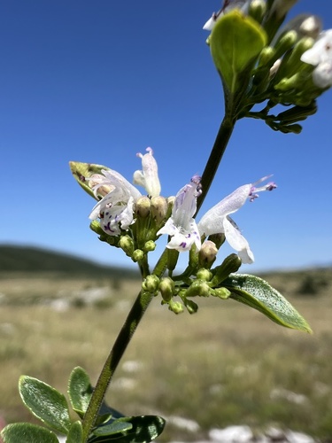 Clinopodium album, photograph 4