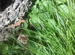 Podarcis muralis