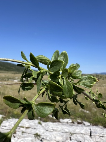 Clinopodium album, photograph 5