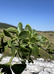 Clinopodium album, photograph author not stated, no rights reserved