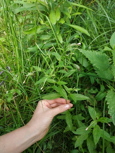 Наблюдение на iNaturalist