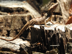 Amphibolurinae