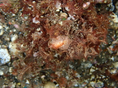 Carminodoris flammea