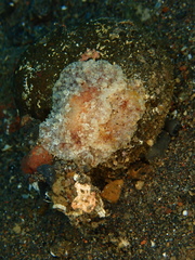 Carminodoris flammea