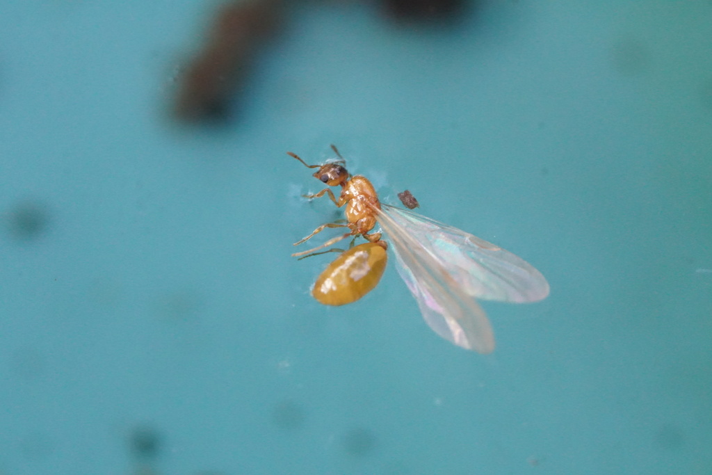 Carolina Thief Ant