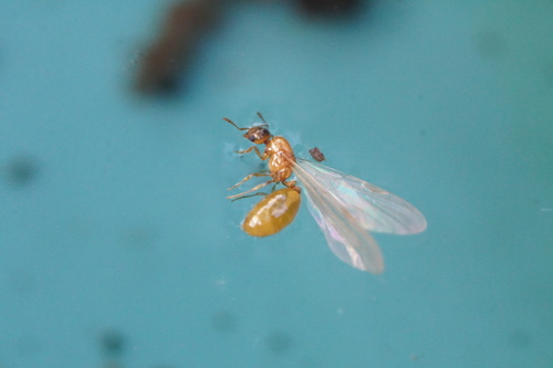 Carolina Thief Ant