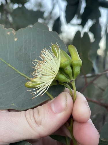 Eucalyptus occidentalis, 2026-07-15