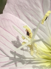 Balaustium