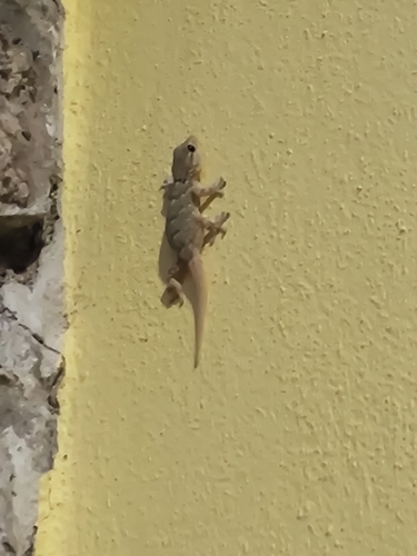 Moorish Gecko