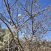 Acacia mellifera