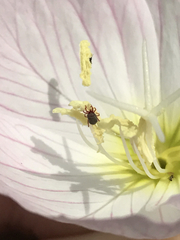 Balaustium
