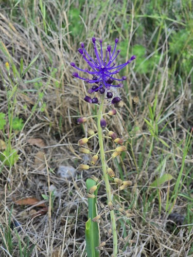 Muscari comosum, photograph 4
